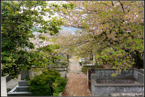 坂本国際墓地图片